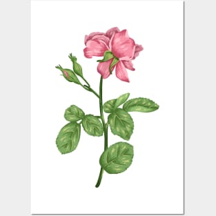 Pink Rose 1 Botanical Posters and Art